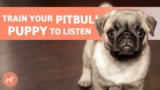 How to Train Your Pit Bull Puppy to Listen