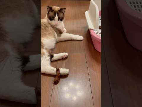 わたしのせい？うんちが猫の足に乗ったのは？ #UCHIDA1 #cat