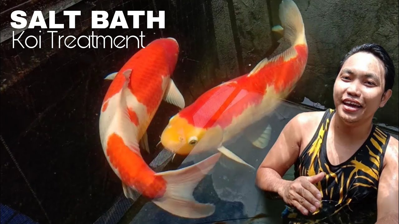 KOI SALT BATH Salt Treatment - YouTube
