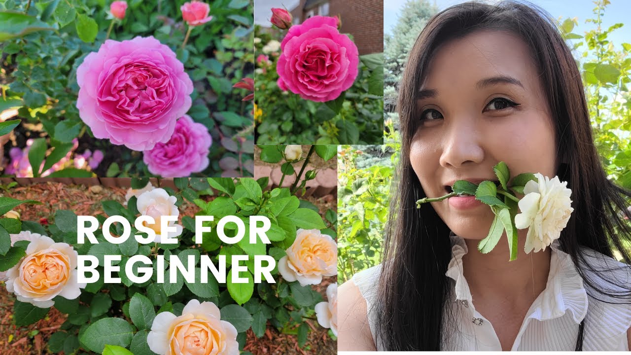 5 TIPS Easy Rose Caring YouTube