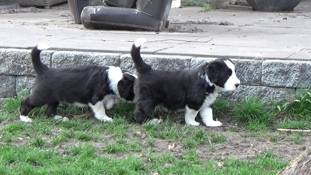 bearded collie puppies 2019