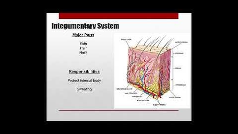 HBS SHugars edit - Google Slides