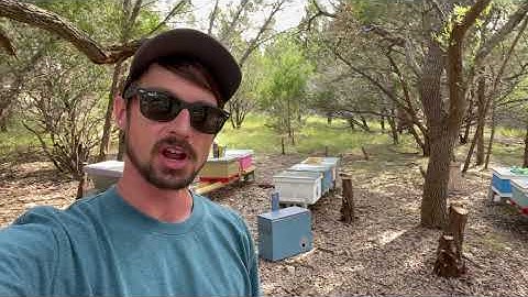 TRANSFERRING A PACKED SWARM TRAP - A DIFFERENT METHOD!