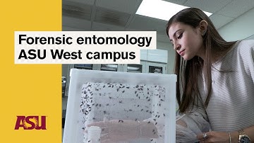 Forensic Entomology at ASU West campus: Arizona State University (ASU)
