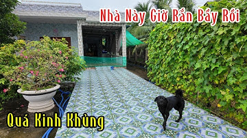 Nhà Vợ Chồng Anh Châu Giờ 1 Bầy Rắn Hổ Mang Rồi | Mười Thương Săn Bắt