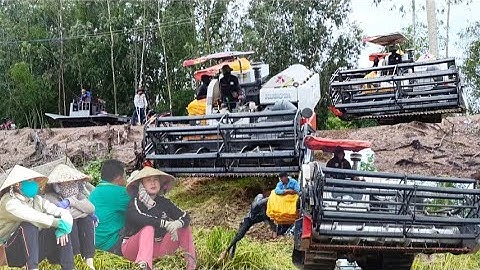 ba máy cắt lúa binh tóc độ cắt lúa năm không 4 rất nhanh giá lúa 7200₫K tập27 #maibangtv
