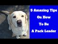 5 Amazing Tips On How To Be A Pack Leader 5 Amazing Tips On How To Be A Pack Leader