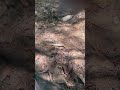 Hidden Path to a Jungle Spring