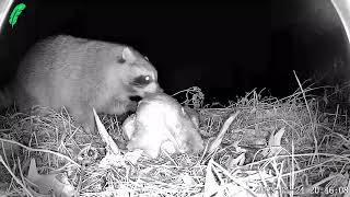 Raccoons And Opossums Having A Turkey Feast At A Farm