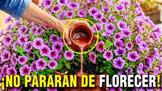 ¿PETUNIAS MUERTAS? PON 1 CUCHARADA de ESTO y tu BALCÓN EXPLOTARÁ de FLORES en TIEMPO RÉCORD