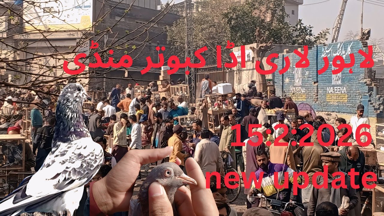 لاہور لاری اڈا کبوتر منڈی میں لوگوں کا اظہار خیال خریدار خوش اور دکاندار پریشان 😱