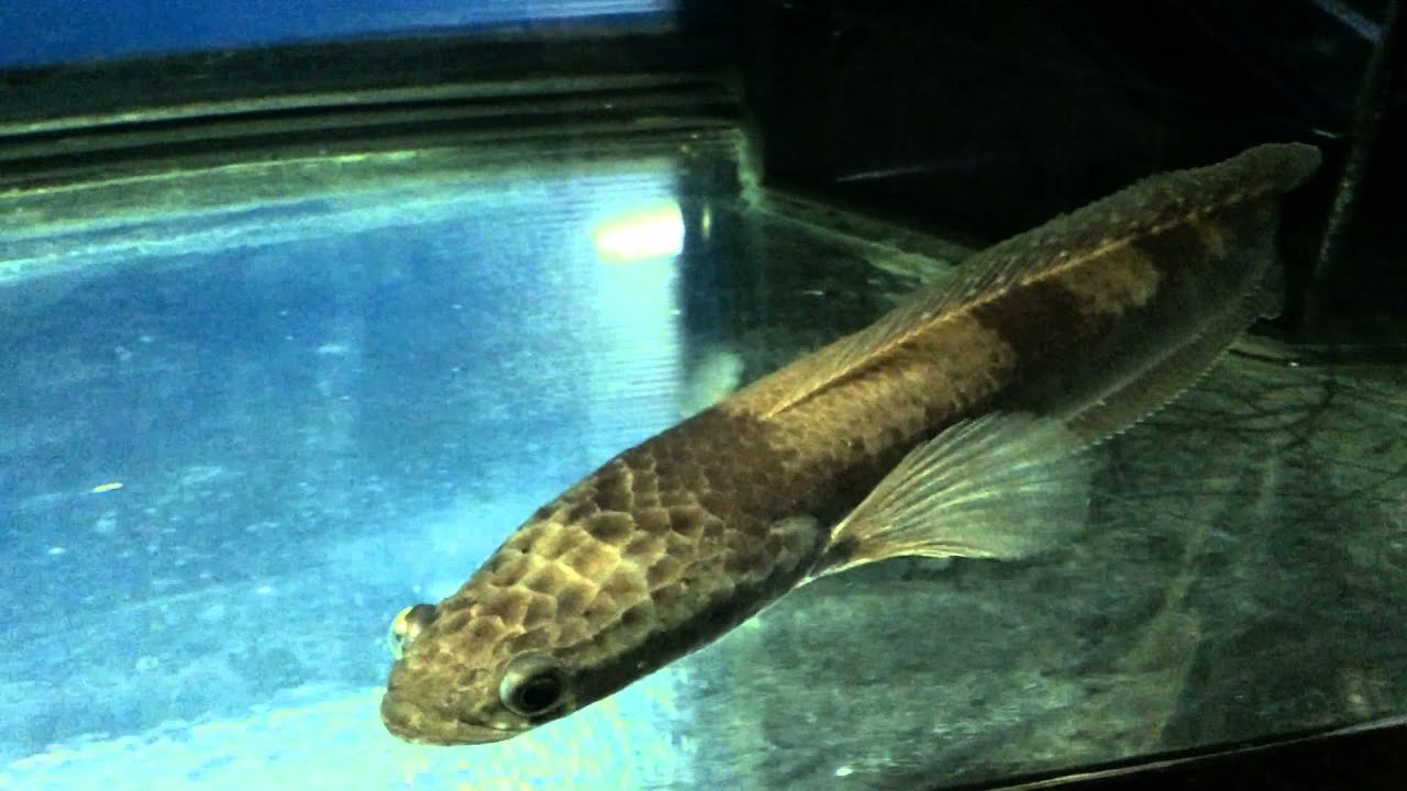 ปลาช่อนงูเห่า หน้าตาดุร้าย แต่ไม่มีพิษนะจ๊ะ : Great snakehead Thailand