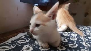 Tiny cute kittens funny games