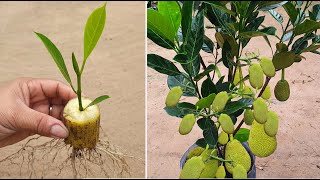 Creative Idea How To Grow Jackfruit Tree In Banana Fruit | Grafting Jackfruit