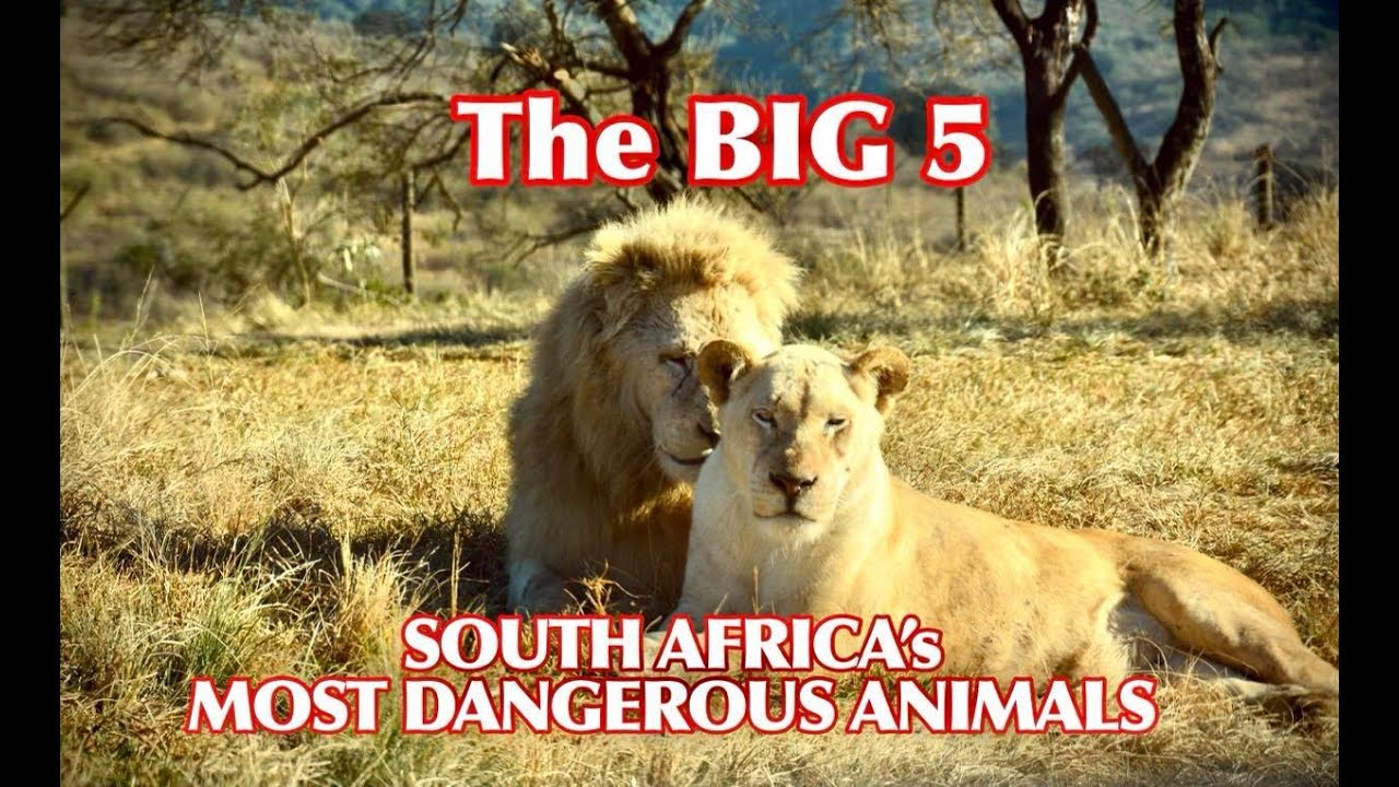 The BIG FIVE - South Africa's Most Dangerous Animals - YouTube