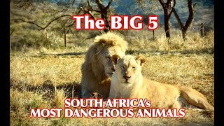 The BIG FIVE  - South Africa&#39;s Most Dangerous Animals