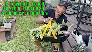 Growing food in the hottest summer months