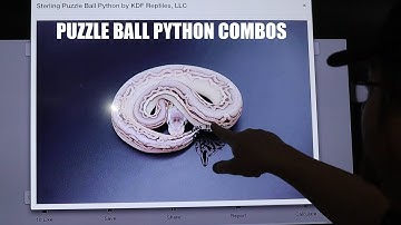 Puzzle Ball Python Genetics and Amazing Combos - plus some NFM Locks and thoughts on rebuilding