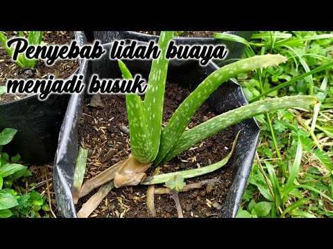 Penyebab Lidah Buaya Jadi busuk dan Mati