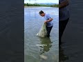 MENAKJUBKAN.!! JALA IKAN DI SUNGAI SEKALI TEBAR DAPAT BANYAK #SHORTS #JALAIKAN