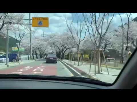 🎶벚꽃엔딩 ❤버스커버스커❤ 🎷알토색소폰🥰오춘선  🎷Alto Saxophone