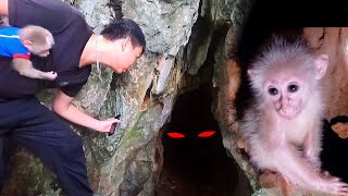 The cave was horrifying when dad returned to look for the poor little monkey