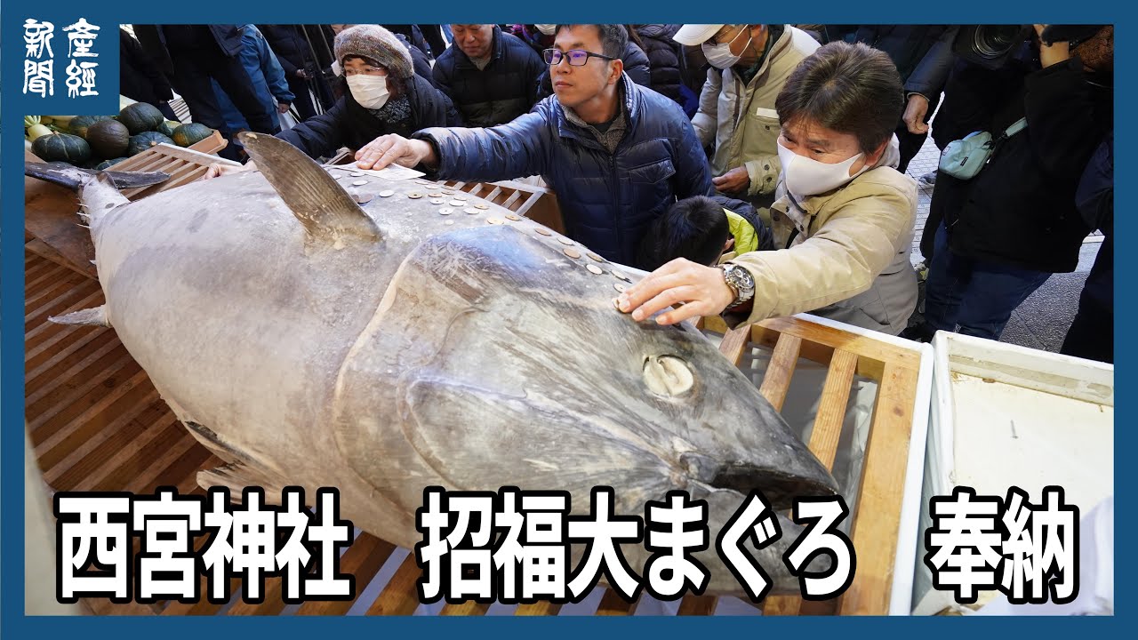 動画】商売繁盛願い200キロの大マグロ奉納 賽銭張り付け「金が身につく