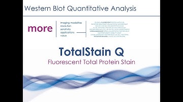 TotalStain Q for Total Protein Normalization | Azure Biosystems