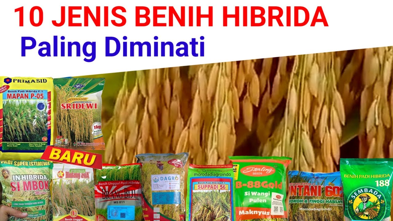 Benih-Benih Hibrida Terbaik dan Kualitas Panen Tinggi