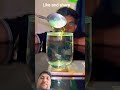 Amazing science experiments ll beautiful moment of turmeric powder #experiements
