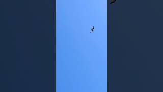 Red kite bird flying in high winds 🦅👁 #majestic #birdsofprey #redkite 💫