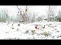 360 8k - Birds Feeding in the Snow