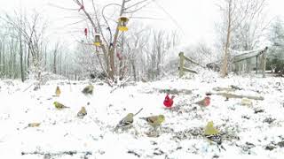 360 8k - Birds Feeding in the Snow