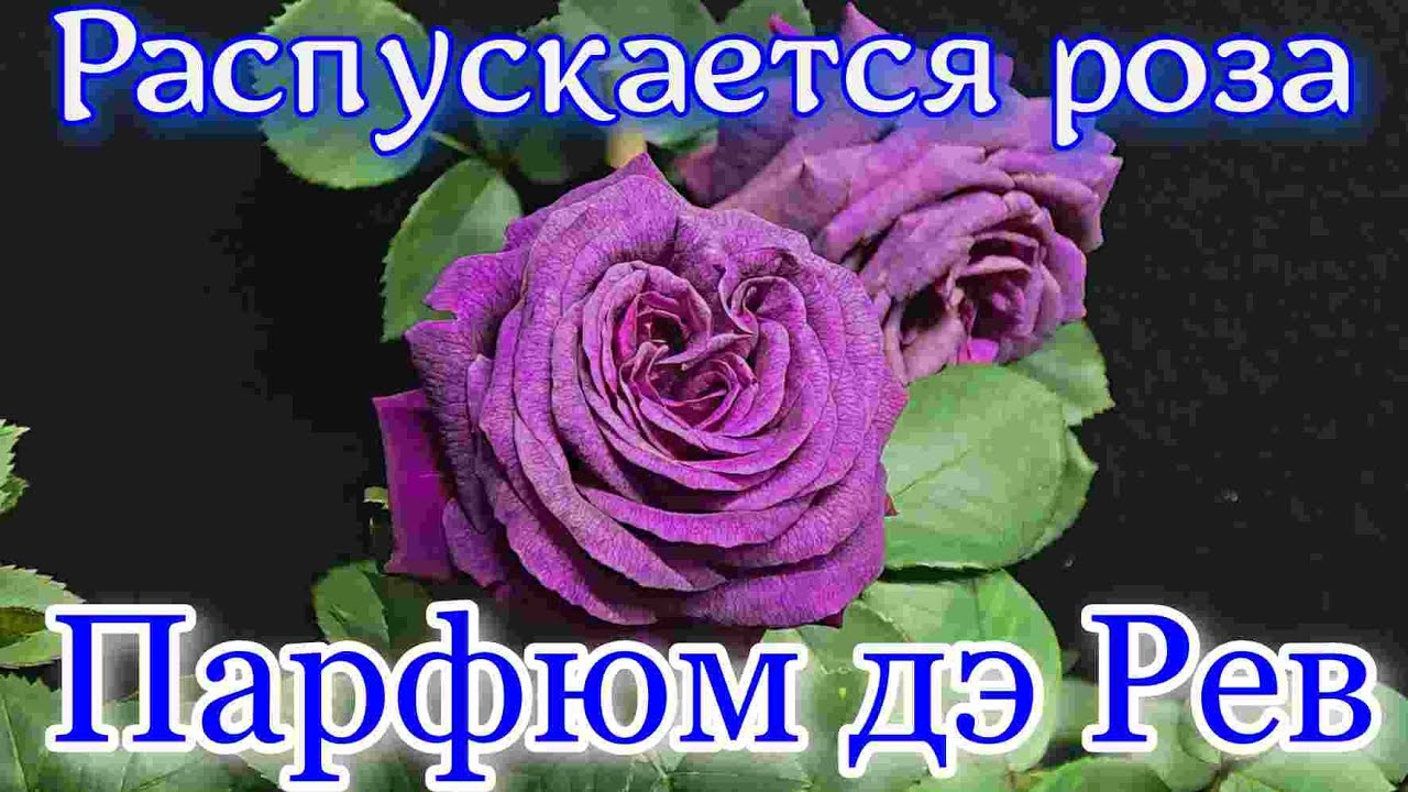 Как распускается роза Парфюм дэ Рев - Parfum de Reve (Laperriere Франция, 2011)