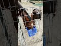 Horses trying to share food