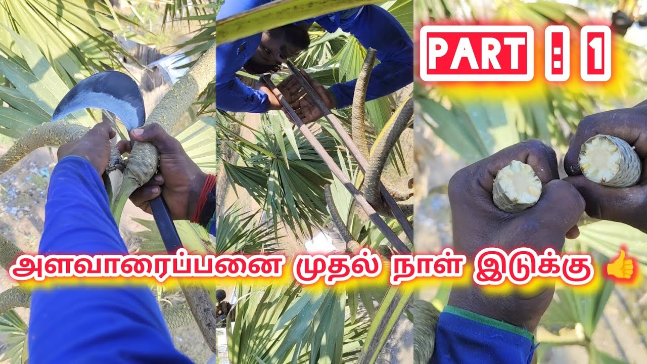 PART : 1 அளவாரைப்பனை முதல் நாள் இடுக்கு 👍 full explain 🤝