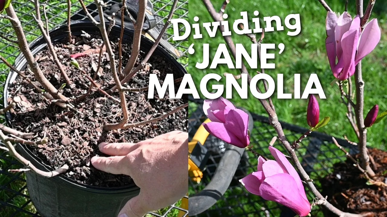 ハイドランジア マグノリア RAW Jane' Magnolia Division – Turn One Plant Into Several! - YouTube