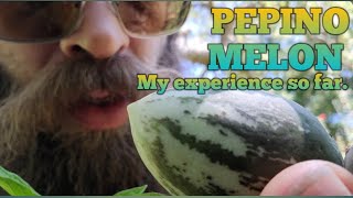 Pepino Melon and my experience so far growing them.