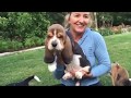 European basset hound puppies at 7 weeks