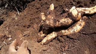 Buscando y sacando camote de cerro, ¿que tan fácil es?