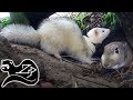 Frantic ferret foray  sunrise ferreting 23