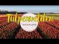 De mooiste tulpenvelden in nederland  bezoek aan de bollenstreek