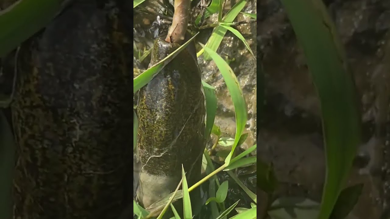 How To Catch An Eel Part 539
