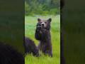 The CUTEST Baby Bear You’ll ever see 🥰 #alaska