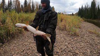 видео: ПОРОГ пройден, река КИПИТ от зубастых ХИЩНИКОВ, нашли ИЗБУ, охотимся на УТОК, Щука, Ленок, Хариус... картинка: ПОРОГ пройден, река КИПИТ от зубастых ХИЩНИКОВ, нашли ИЗБУ, охотимся на УТОК, Щука, Ленок, Хариус...