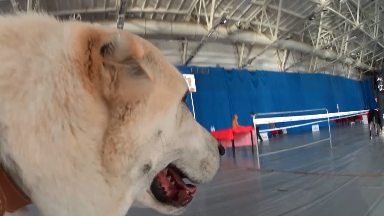 РЕГИОНАЛЬНАЯ ВЫСТАВКА СОБАК