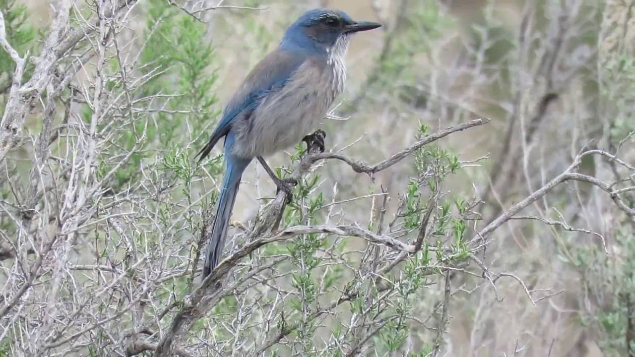Woodhouse's Scrub Jay (Aphelocoma woodhouseii) Sitting on a Branch