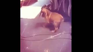 Щенок боксёра: видео подборка | Small boxer dogs Щенок боксёра: видео подборка | Small boxer dogs