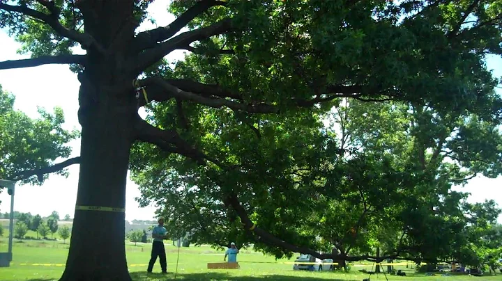 Jerel Work Climb- Terry Hughes Tree Service