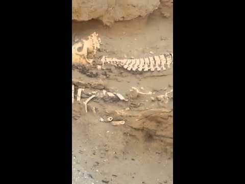 مواطن يعثر على جماجم وهياكل بشرية في موقع مشروع تعليمي